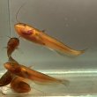 画像2: マナマズ(7cm±)WILD兵庫県産 (2)