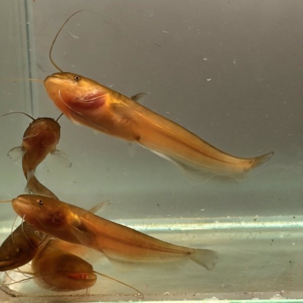 画像2: マナマズ(7cm±)WILD兵庫県産 (2)