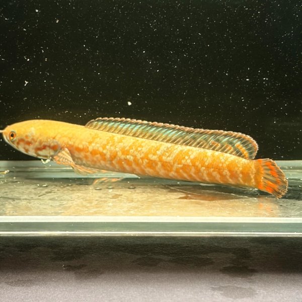 画像1: レインボースネークヘッド(7cm±)WILD (1)