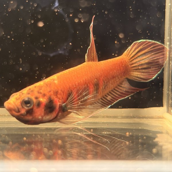 画像2: ベタ デニスヨンギ（3cm±）WILD  (2)