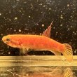 画像3: ベタ デニスヨンギ（3cm±）WILD  (3)