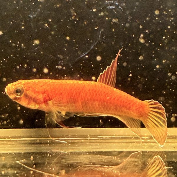 画像3: ベタ デニスヨンギ（3cm±）WILD  (3)