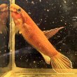 画像4: ベタ デニスヨンギ（3cm±）WILD  (4)