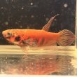 画像1: ベタ デニスヨンギ（3cm±）WILD  (1)