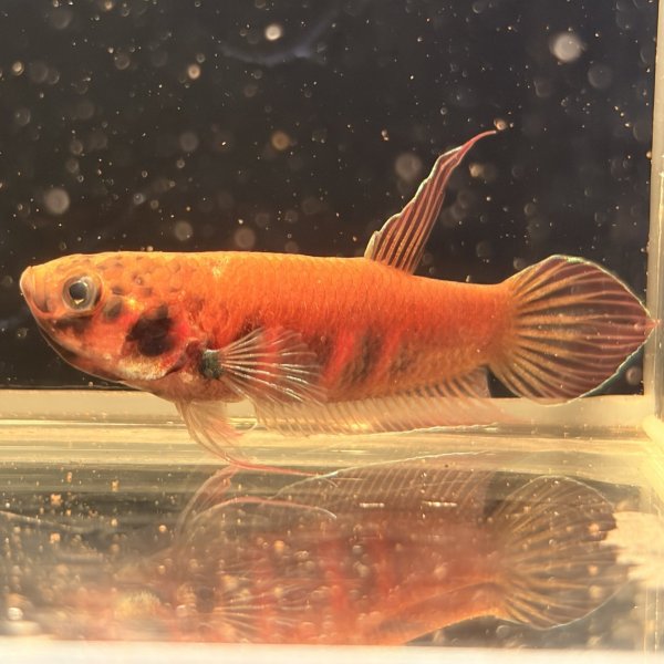 画像1: ベタ デニスヨンギ（3cm±）WILD  (1)