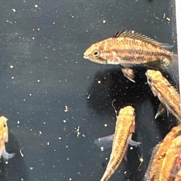 画像3: アピストグラマ カカトイデスWILDコロンビア F1（2〜3cm±） (3)
