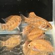 画像2: アピストグラマ ヴィエジタII（2〜3cm±）ブリード (2)