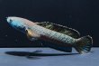 画像1: チャンナアリストネイ(10cm±)WILD 上物 (1)