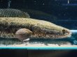 画像2: 雷魚 カムルチー（40cm±）WILD (2)