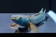 画像4: チャンナアリストネイ(10cm±)WILD 上物 (4)