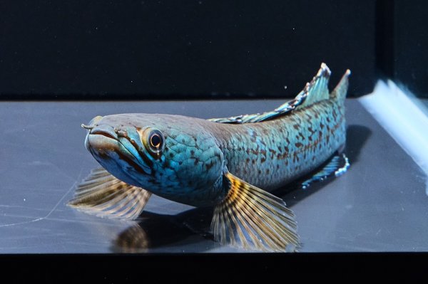 画像4: チャンナアリストネイ(10cm±)WILD 上物 (4)