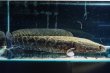 画像3: 雷魚 カムルチー（40cm±）WILD (3)