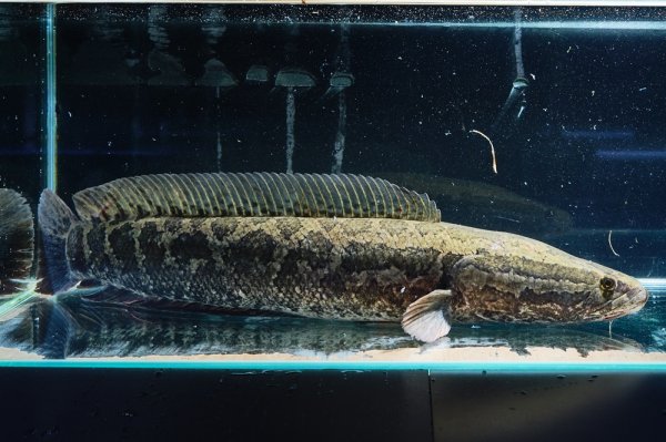 画像3: 雷魚 カムルチー（40cm±）WILD (3)