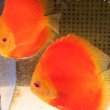 画像3: ディスカス レッドメロン（7cm±）ブリード　ペア (3)