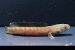 画像1: チャンナアリストネイ(10cm±) WILD※訳あり (1)