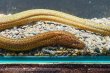 画像3: タウナギ（20cm±）WILD (3)