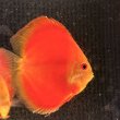 画像1: ディスカス レッドメロン（7cm±）ブリード　ペア (1)
