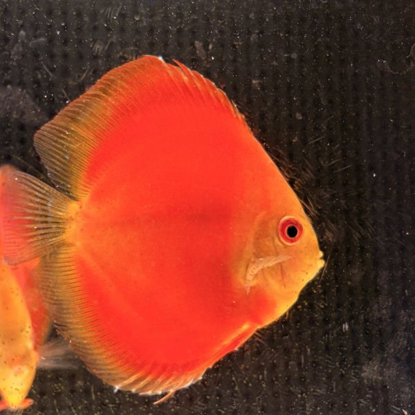 画像1: ディスカス レッドメロン（7cm±）ブリード　ペア (1)