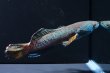 画像2: チャンナアリストネイ(10cm±)WILD 上物 (2)