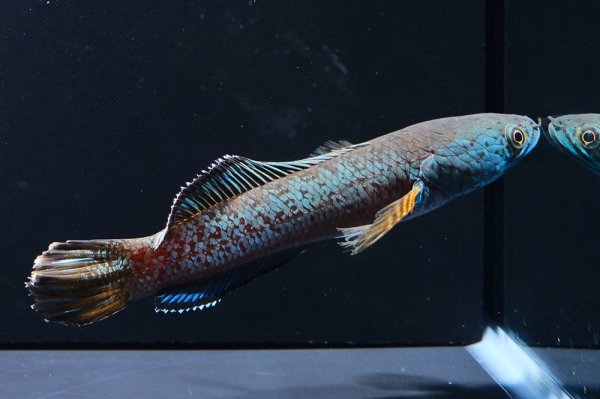 画像2: チャンナアリストネイ(10cm±)WILD 上物 (2)