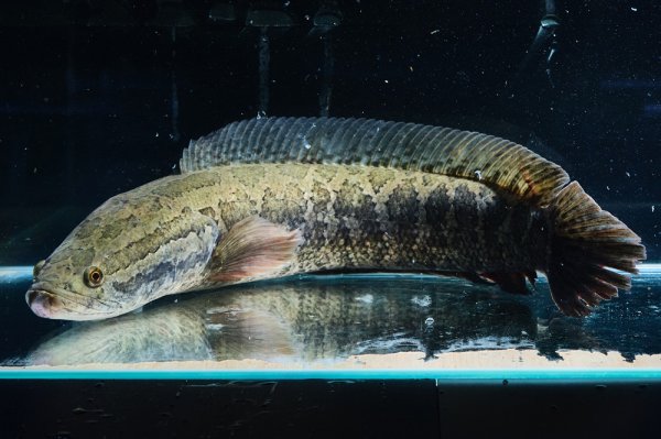 画像1: 雷魚 カムルチー（40cm±）WILD (1)