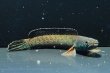 画像1: チャンナアリストネイ(9cm±)WILD (1)