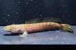 画像2: チャンナアリストネイ(10cm±) WILD※訳あり (2)