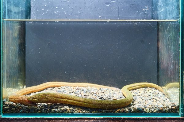 画像1: タウナギ（20cm±）WILD (1)