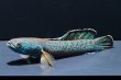 画像3: チャンナアリストネイ(10cm±)WILD 上物 (3)