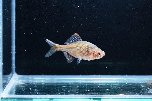 画像3: ニッポンバラタナゴ(3cm±) (3)