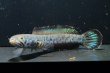 画像2: チャンナ パルダリス(14cm±)WILD (2)