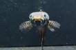画像3: チャンナ パルダリス(14cm±)WILD (3)