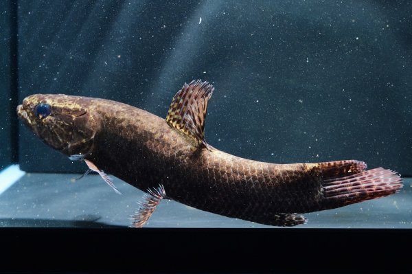 画像5: ホプリアスSP.タバジョス(16cm±)WILD (5)
