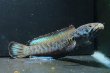 画像1: チャンナ パルダリス(14cm±)WILD (1)