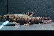 画像1: ホプリアスSP.タバジョス(15cm±)WILD (1)