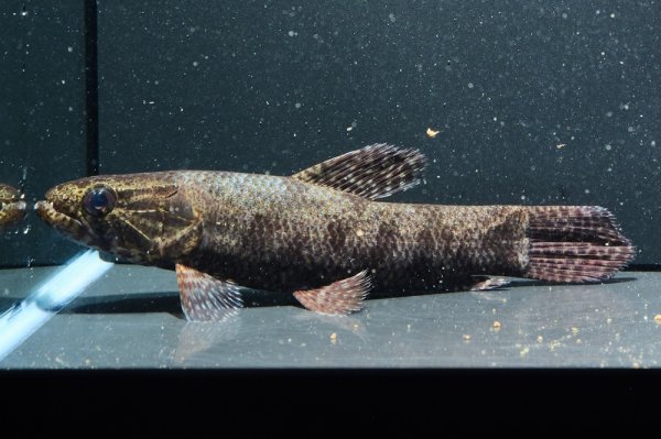 画像1: ホプリアスSP.タバジョス(15cm±)WILD (1)