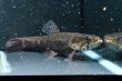 画像7: ホプリアスSP.タバジョス(15cm±)WILD (7)