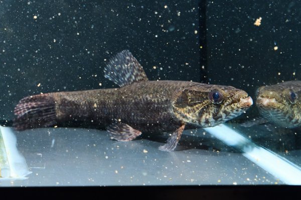 画像7: ホプリアスSP.タバジョス(15cm±)WILD (7)