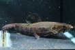 画像5: ホプリアスSP.タバジョス(15cm±)WILD (5)