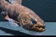 画像4: ホプリアスSP.タバジョス(16cm±)WILD (4)