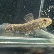 画像1: ウルグアイタライロン(6cm±)WILD (1)