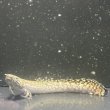 画像2: ポリプテルス オルナティピンニス(11cm±)ブリード (2)