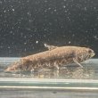 画像2: ウルグアイタライロン(6cm±)WILD (2)