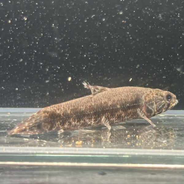 画像2: ウルグアイタライロン(6cm±)WILD (2)