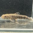 画像1: ウルグアイタライロン(6cm±)WILD (1)