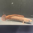 画像1: レインボースネークヘッド(12〜13cm±)ブリード (1)