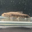 画像1: ウルグアイタライロン(6cm±)WILD (1)