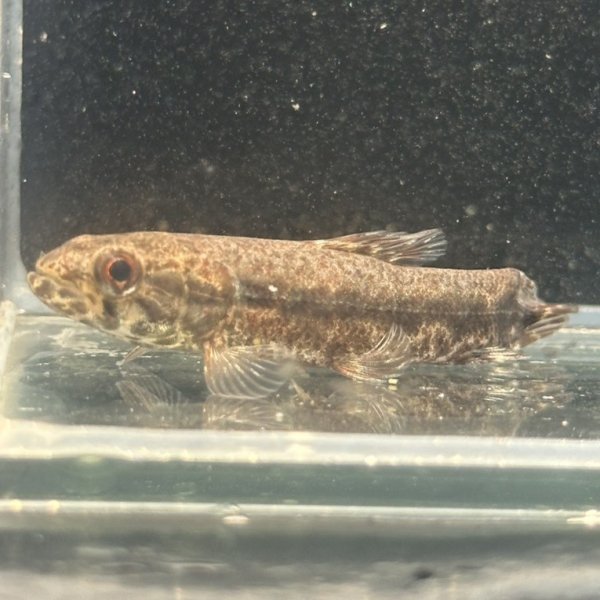 画像2: ウルグアイタライロン(6cm±)WILD (2)