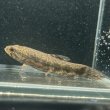 画像2: ウルグアイタライロン(6cm±)WILD (2)