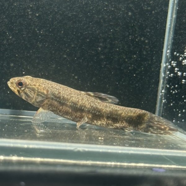 画像2: ウルグアイタライロン(6cm±)WILD (2)